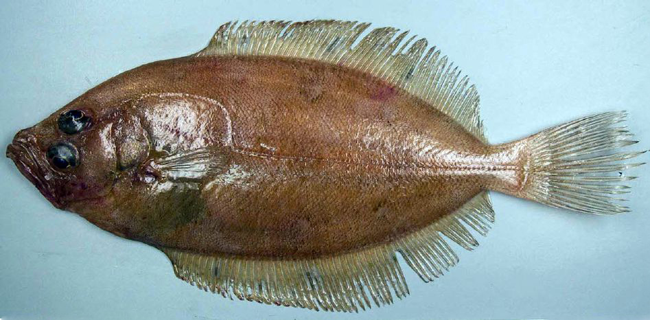 Lepidorhombus whiffiagonis_05